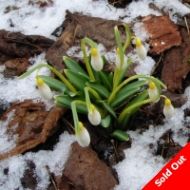 Galanthus - Wendy's Gold